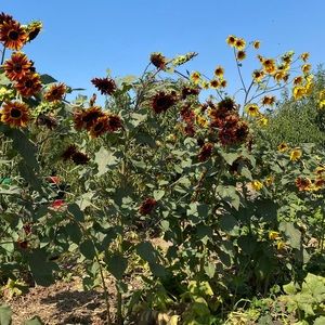 Meet your Posher, Valeria